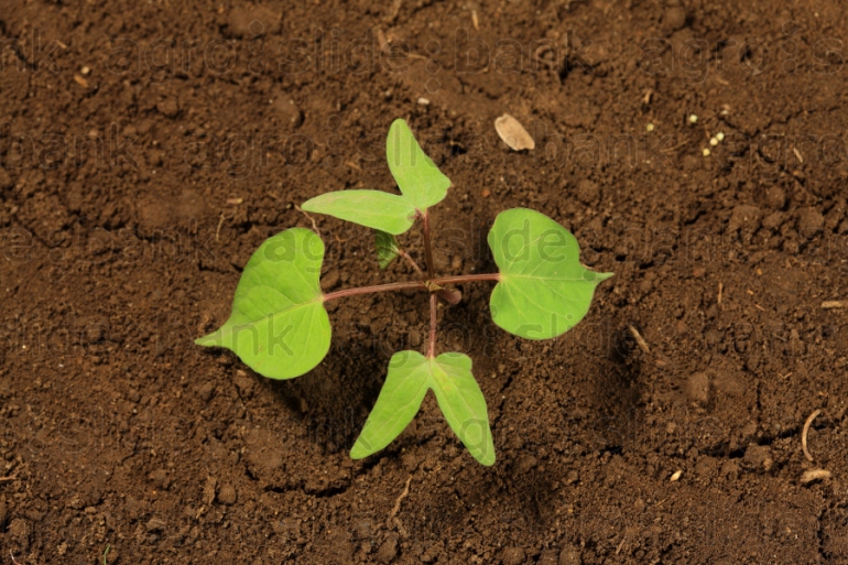 File:abelha-cachorro - Trigona spinipes - em flor de açoita-cavalo-graúdo  Luehea grandiflora Mart. & Zucc. (Malvaceae) 02.jpg - Wikimedia Commons