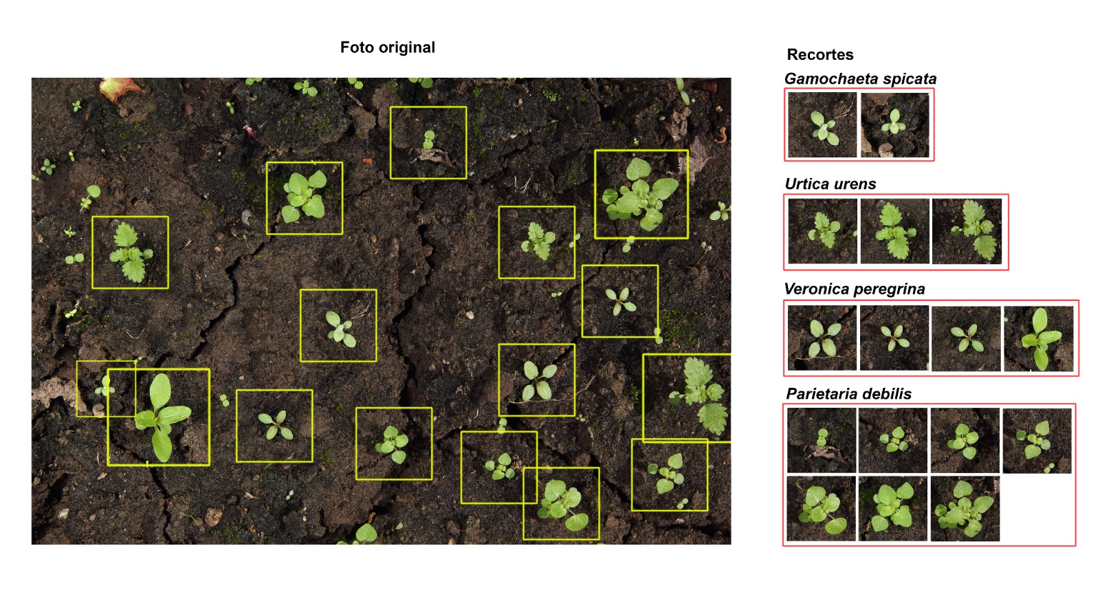 Vista de ejemplo de una herramienta de anotación con malezas etiquetadas