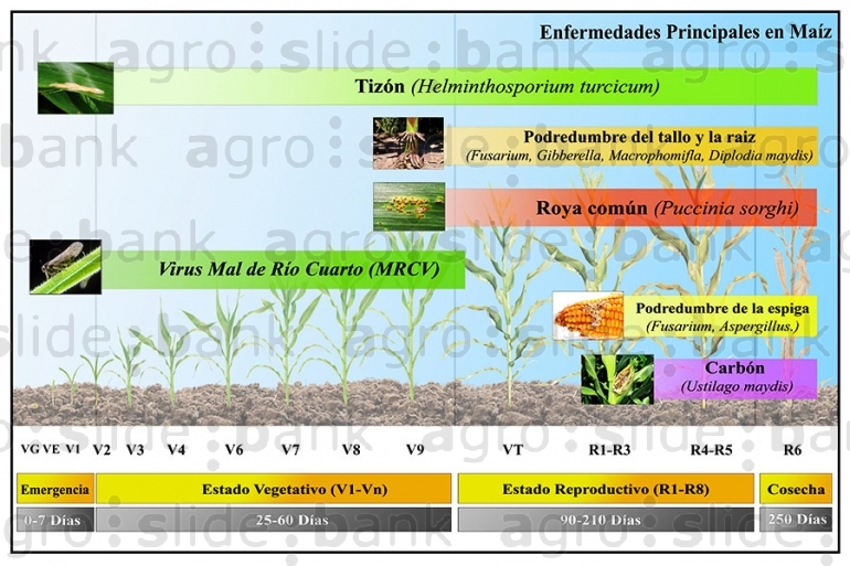 Ciclo ontogénico y Plagas del Maíz | Agro Slide Bank